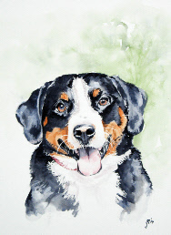 Ben, de Berner Sennen van Marjolein.jpg